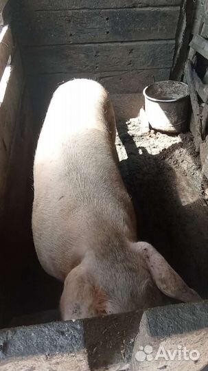 Хряк на племя