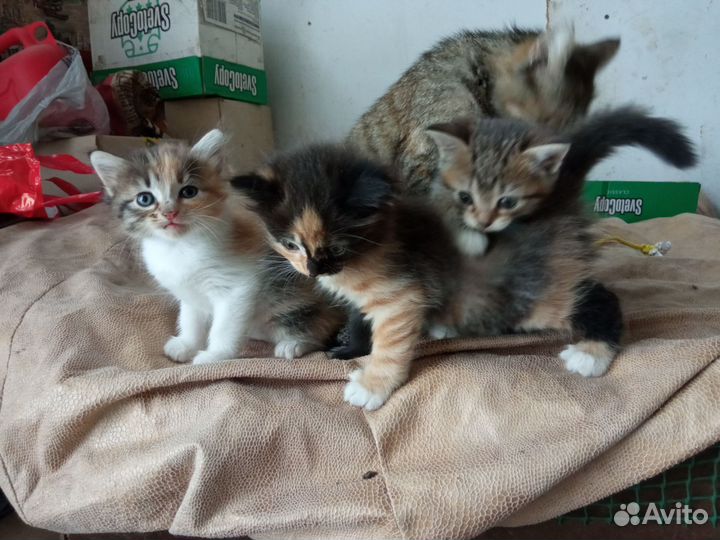 Котята в добрые руки бесплатно