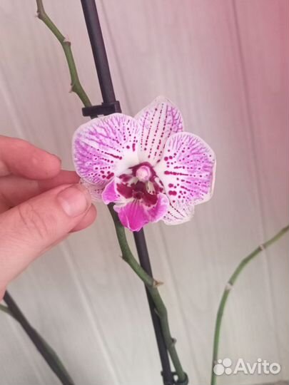 Орхидея биг лип Элеганс, отцветает