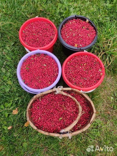 Брусника свежая в наличии с доставкой на дом