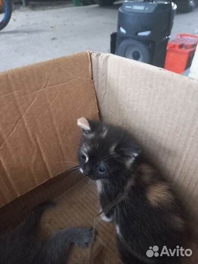 Котики в добрые руки