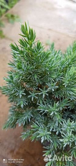Можжевельник Блю стар