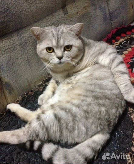 Шотландский котёнок