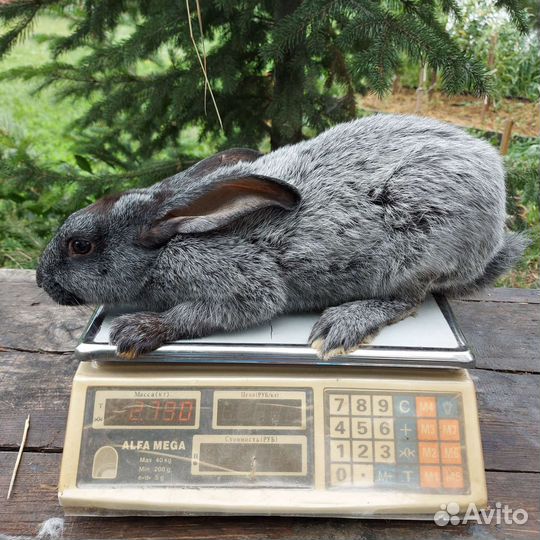 Полтавское серебро