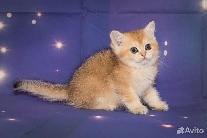 Британская золотистая шиншилла котята