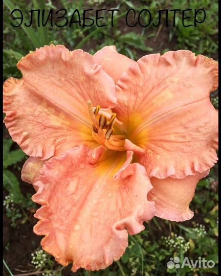 Многолетники. Лилейники