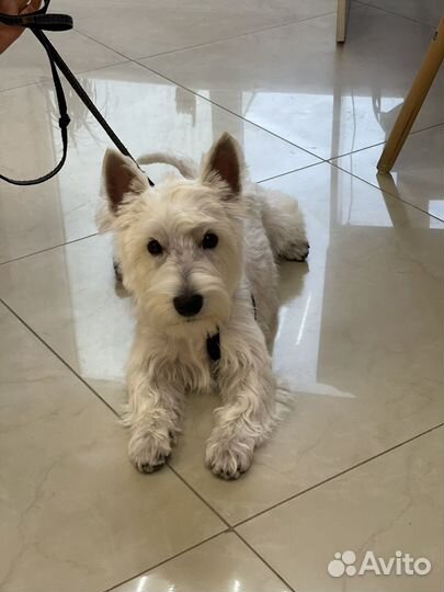 Вест хайленд уайт терьер