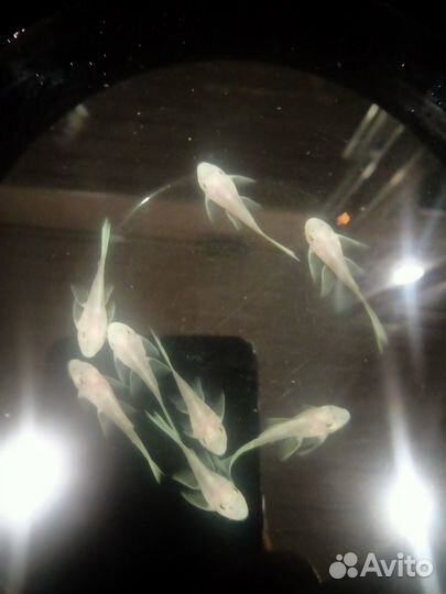 Номерной сом l144 Snow White вуаль,046