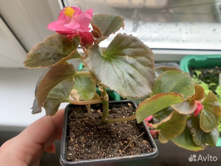 Продаю бегонию вечнцветущую