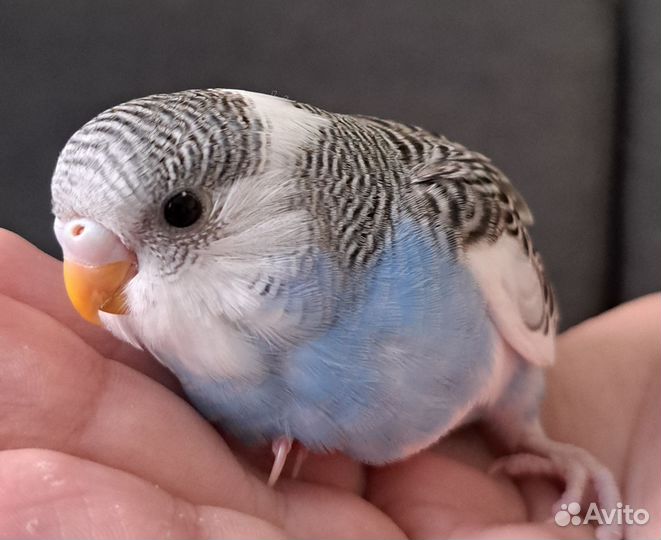 Птенцы волнистого попугая