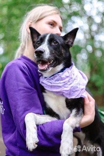 Бездомная собака