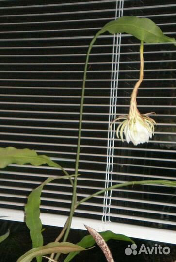 Эпифиллум и Марниера