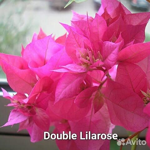 Нет пока в продаже. Бугенвилии