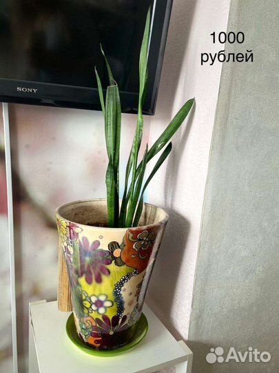 Цветы комнатные в керамических горшках