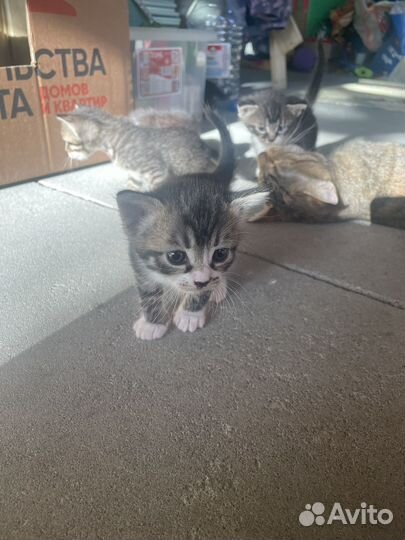 Котята в добрые руки
