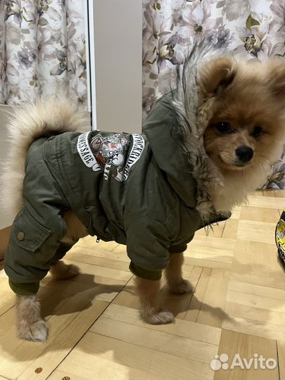 Зимний костюм для собак