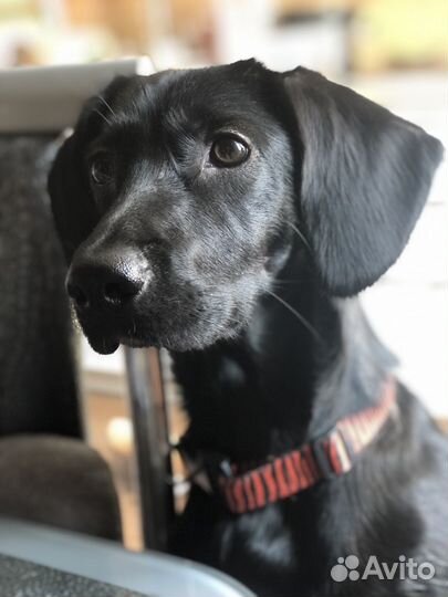 Щенки помесь с хаски