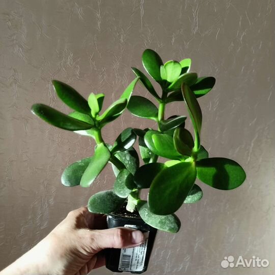 Толстянка или денежное дерево