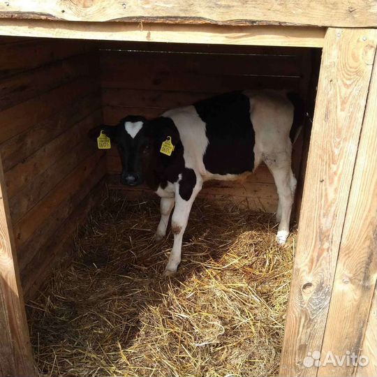 Бычки телочки с плем хозяйства