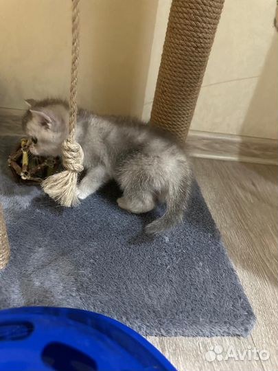 Шотландская серебристая шиншилла