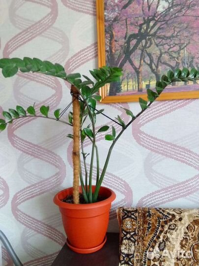 Замиокулькас