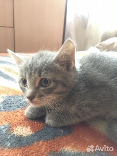 Котята в добрые руки приучены к лотку