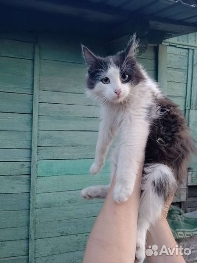 Котятки в добрые руки бесплатно