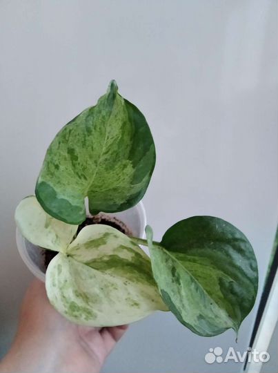 Цветы разные