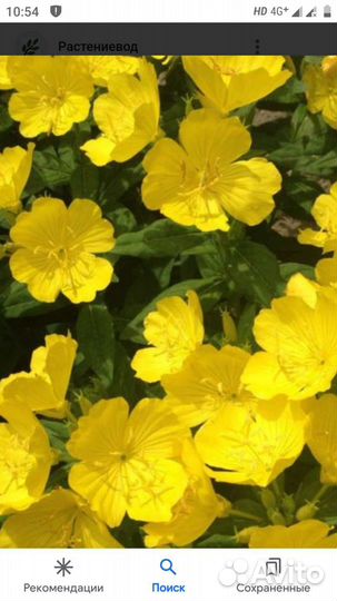 Хоста. энотера, вербеник