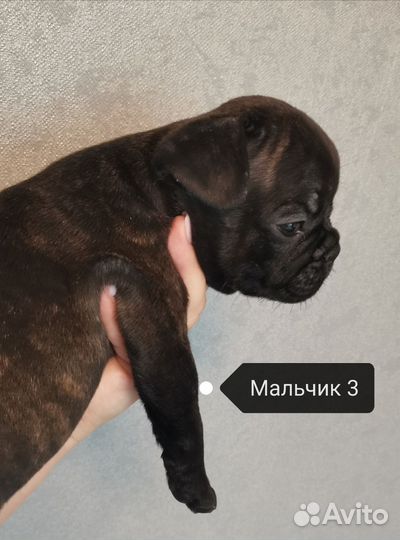 Французский бульдог щенки
