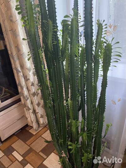 Молочай кактус