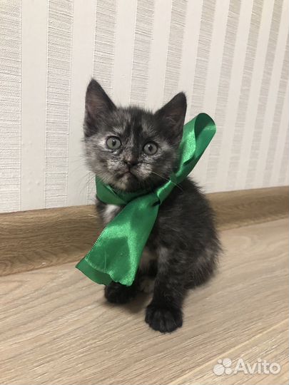 Котята 1 мес в добрые руки