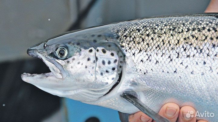 Семга охлажденная, форель охлажденная, дорадо,сиба