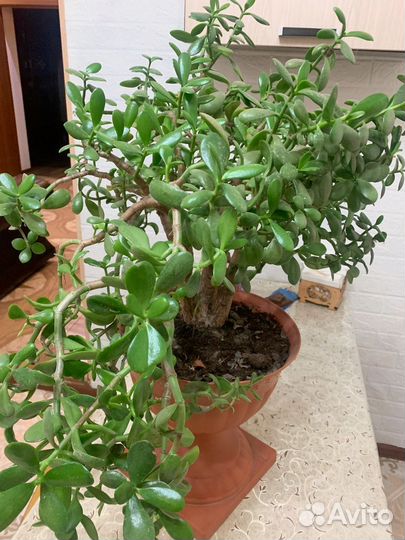 Денежное дерево