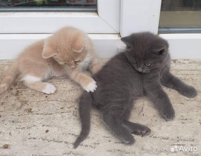 Котята бесплатно