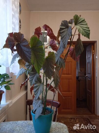 Бегония коралловая