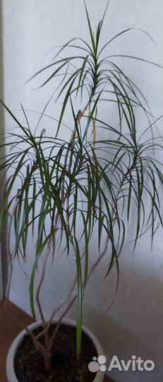 Продам драцену