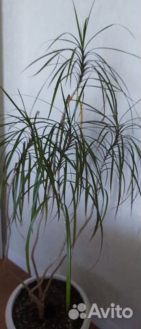 Продам драцену