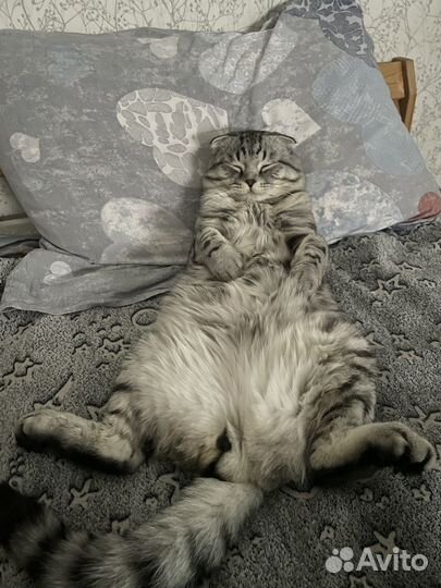 Шотландский вислоухий кот для вязки