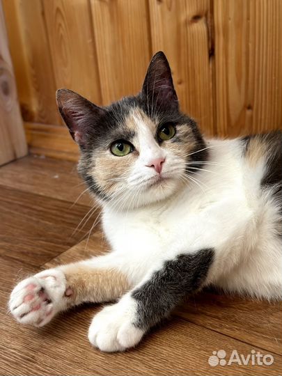 Кошка Мафия