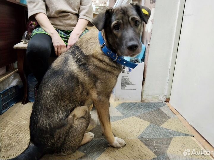 Собачка в дом