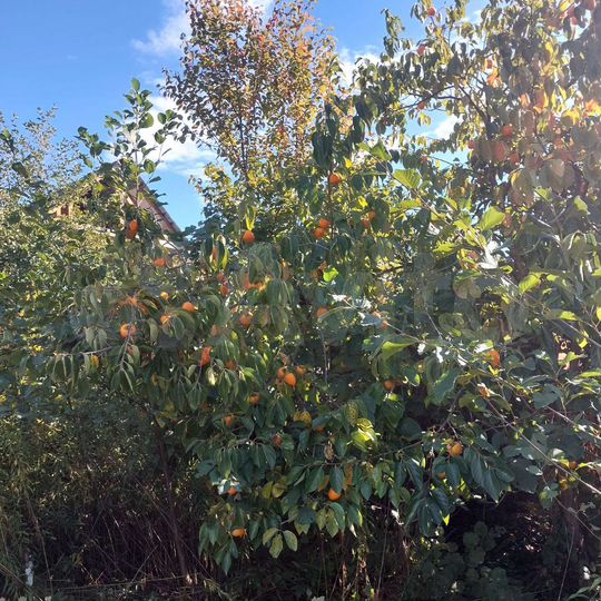 Участок 6 сот. (ИЖС)