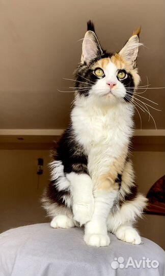 Кошка мейнкун