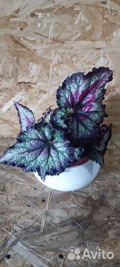 Бегонии, Эпипремнум,традесканции,фил лайм