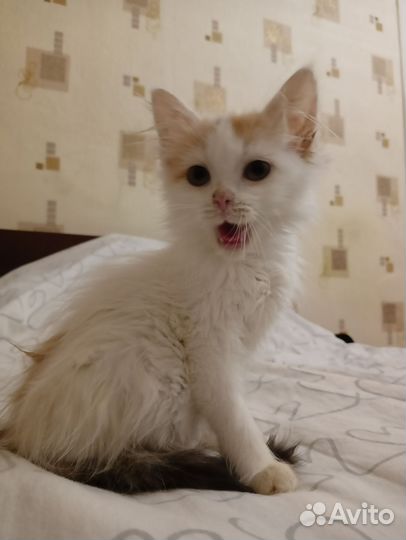 Кошка в дар