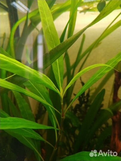 Аквариумные растения