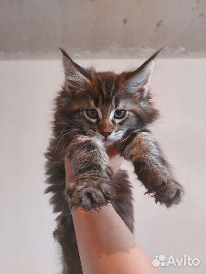 Котята мейн-кун