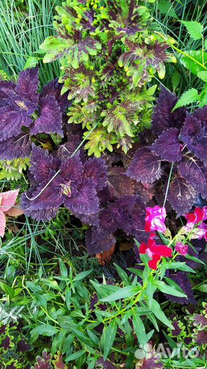 Сортовые колеусы