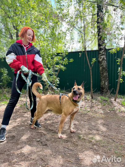 Собака Василиса ищет дом