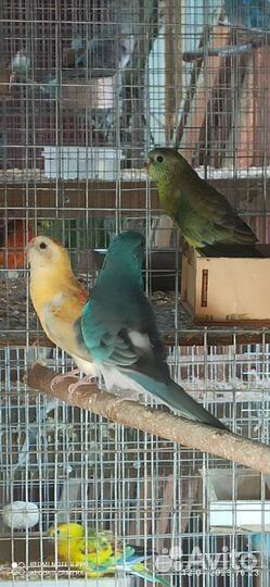 Певчий попугай